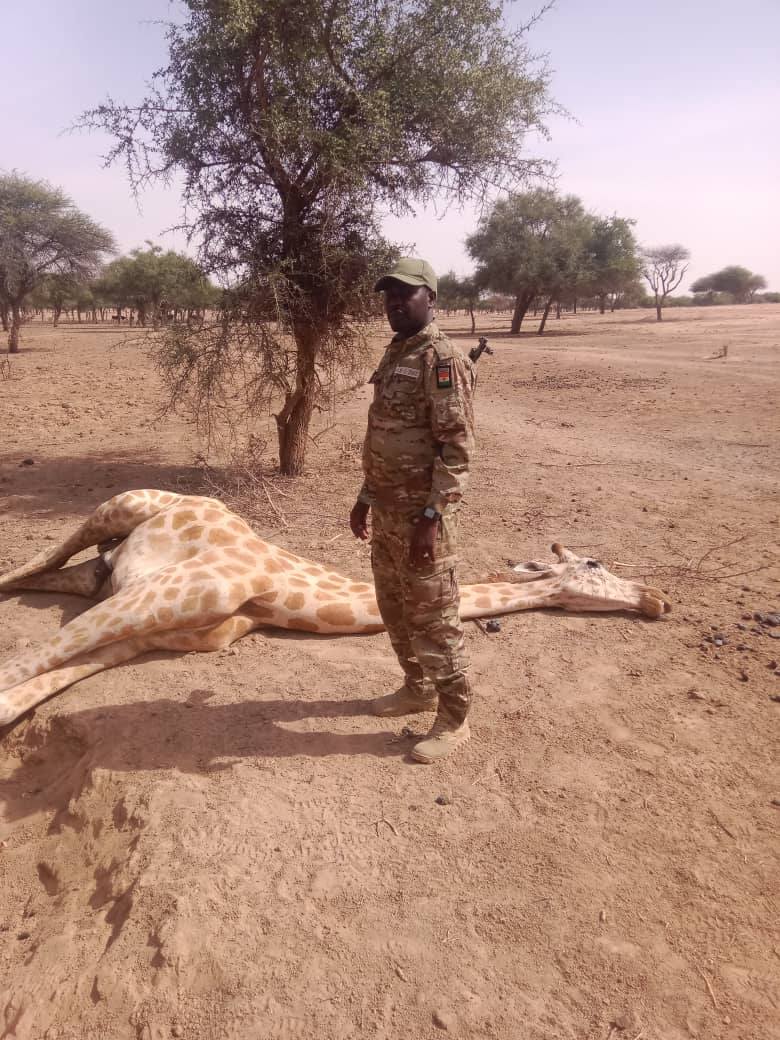 Premier girafon de Gadabedji
