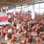Souveraineté alimentaire au Gabon : l&rsquo;urgence de miser sur les acteurs locaux