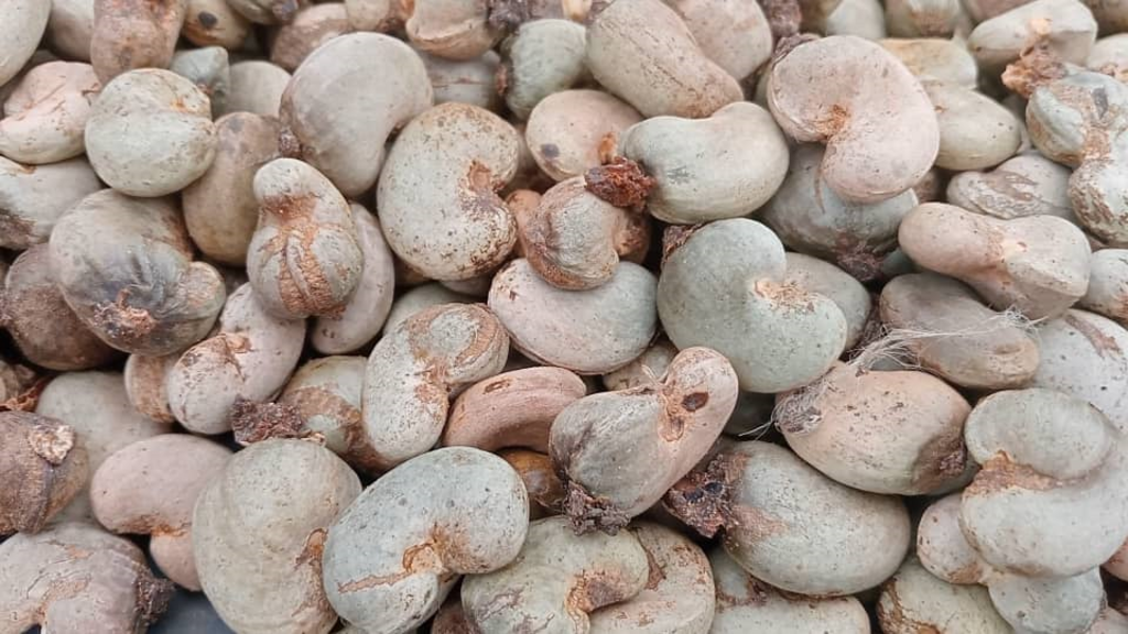 Les mauvaises récoltes d'anacardes dans le Bounkani s'expliquent par des aléas climatiques et des pratiques culturales inadaptées.