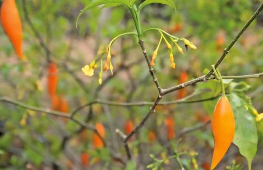 L'iboga, plante sacrée du Gabon